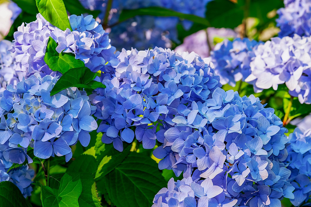 Aby hortenzie vykvitli modro, potrebujú pôdu s kyslým pH – pohnojte ich preto kávou! Majte pritom dostatok trpezlivosti, môže to trvať aj 2 roky, kým sa modré sfarbenie podarí.